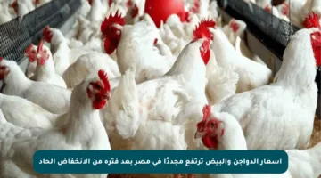 أسعار الدواجن والبيض ترتفع مجددًا في مصر بعد فترة من الانخفاض الحاد